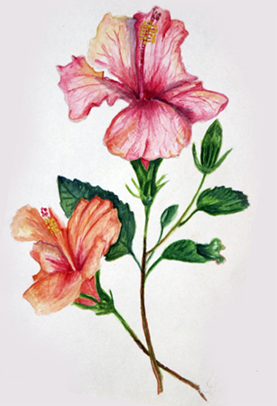 Flower-Hibiscus
